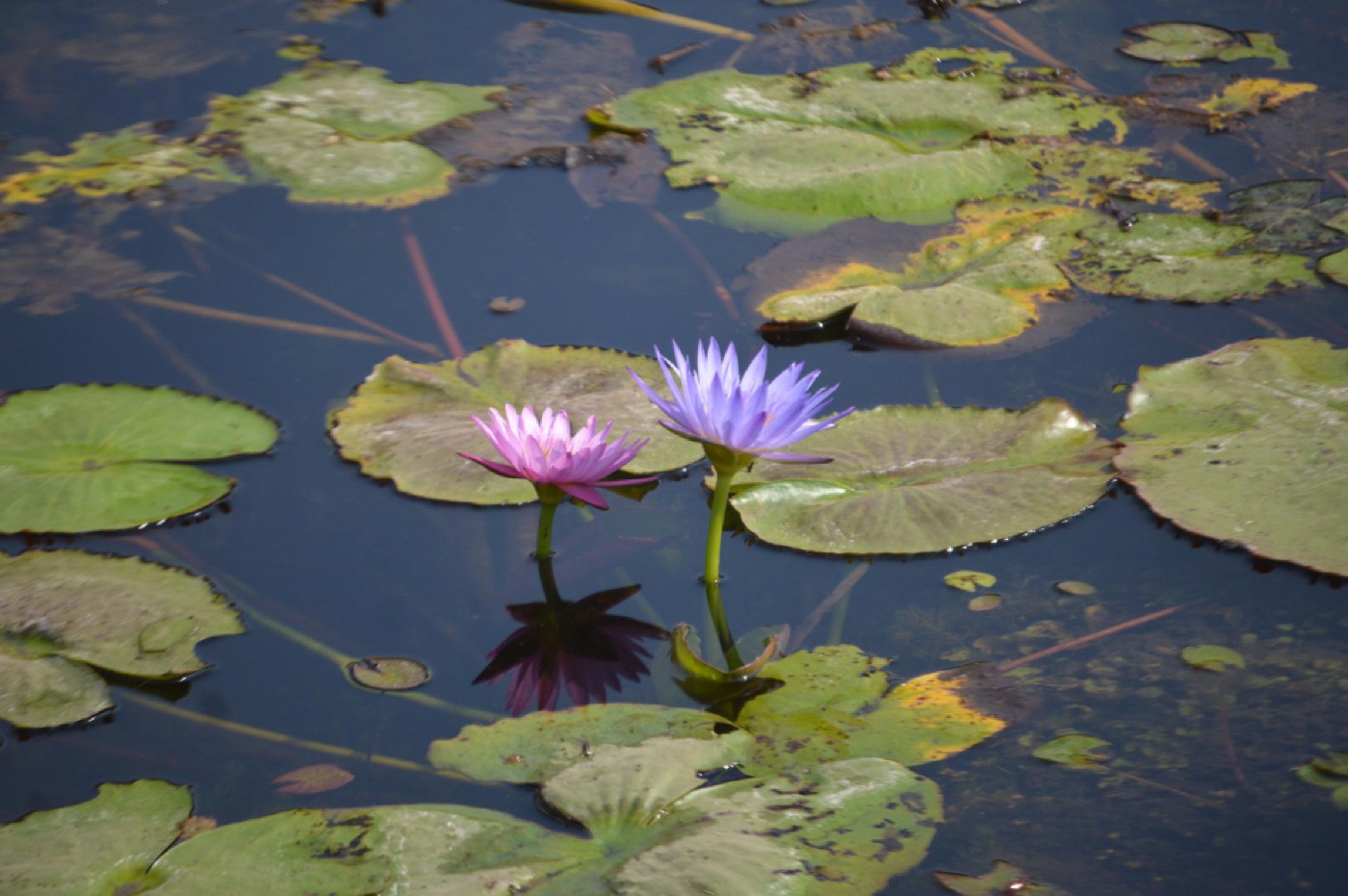 Lótus azul e lótus rosa lado a lado no mesmo lago