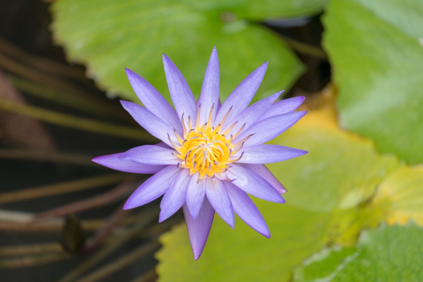 Lótus azul, Nymphaea caerulea, aberto sobre folhas verdes