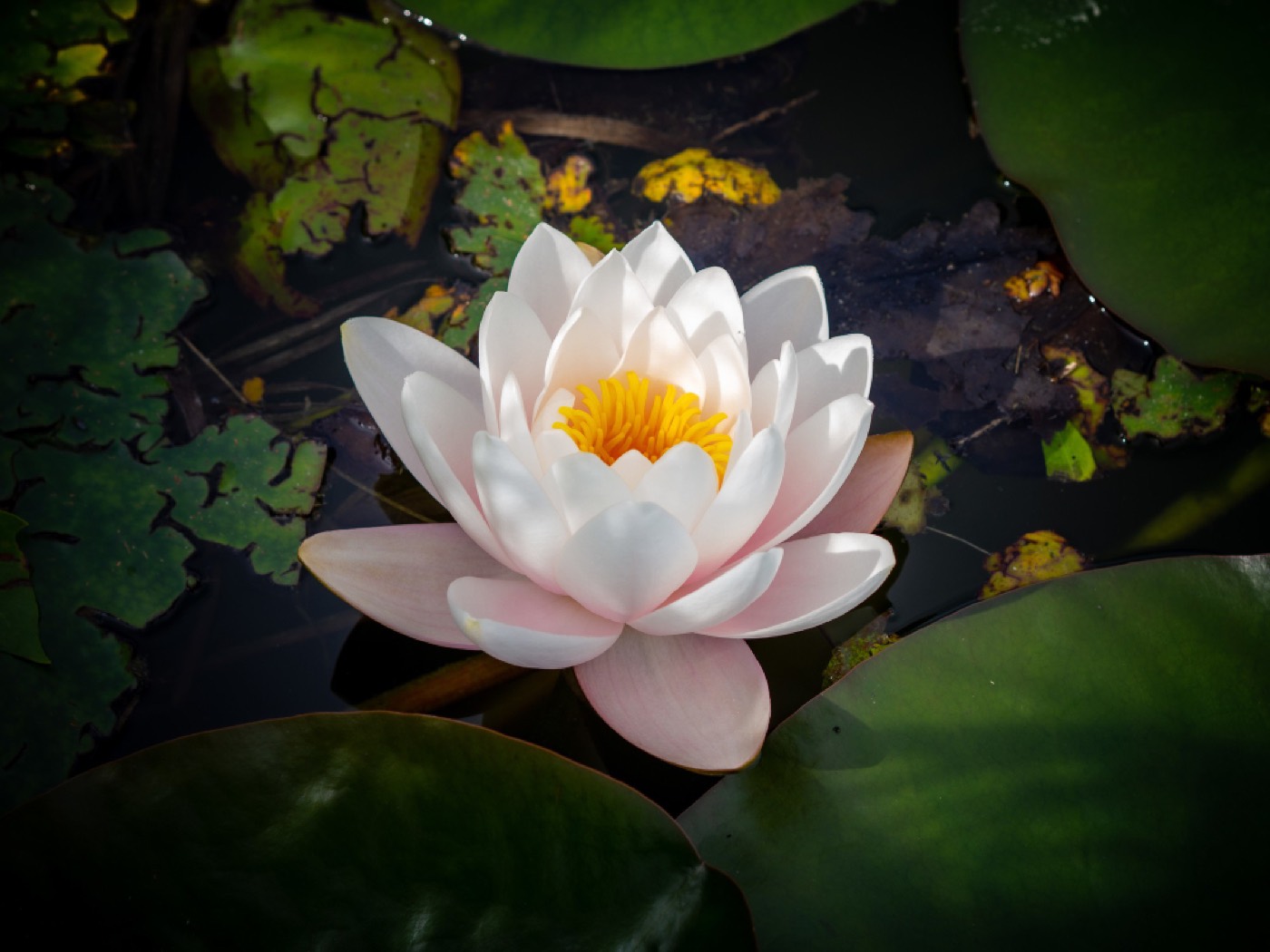 Flor de lótus branca
