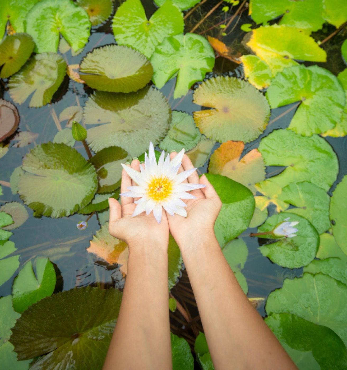 Mãos segurando uma flor de lótus branca sobre o lago