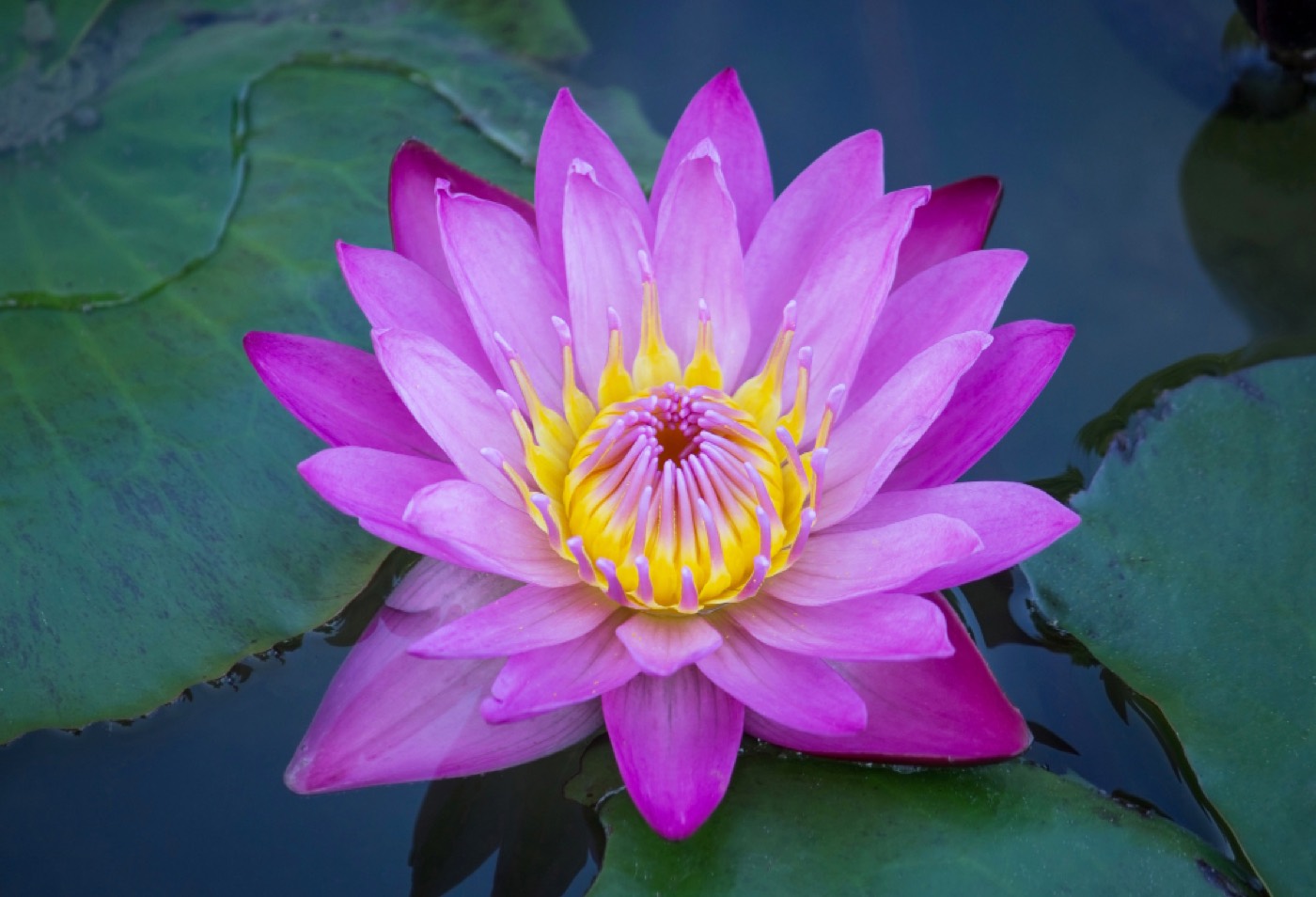 Lótus rosa magenta aberto, com miolo dourado