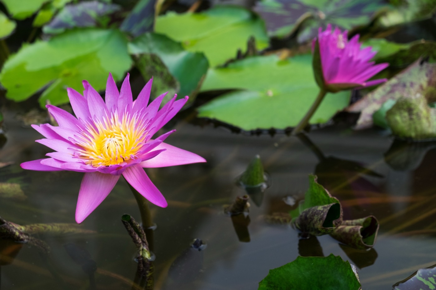 Ninfeias rosa no lago