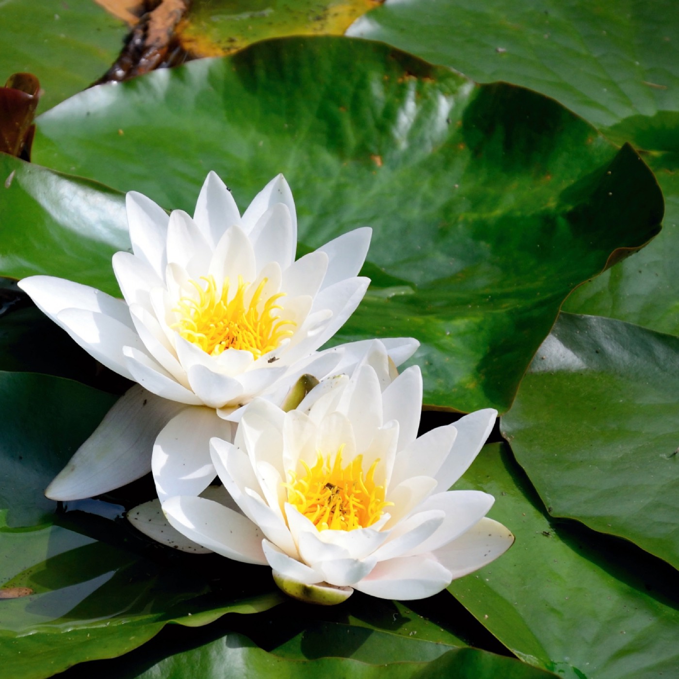 Duas flores de lótus brancas abertas lado a lado