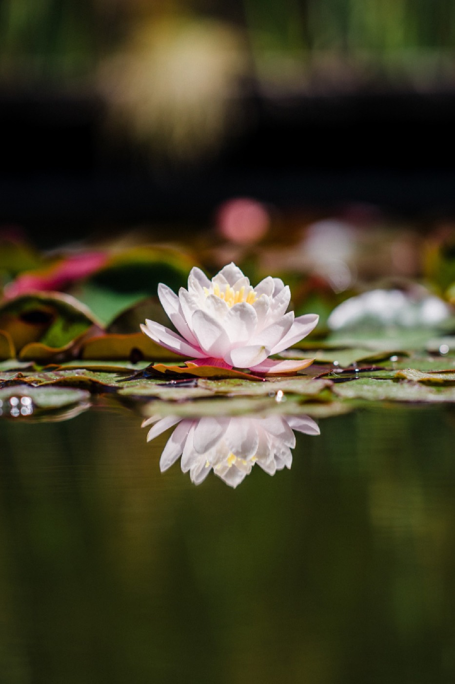 Lótus branco refletido na água parada