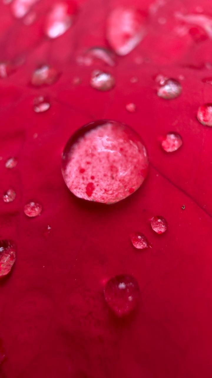Macro de gotas de orvalho sobre pétala vermelha